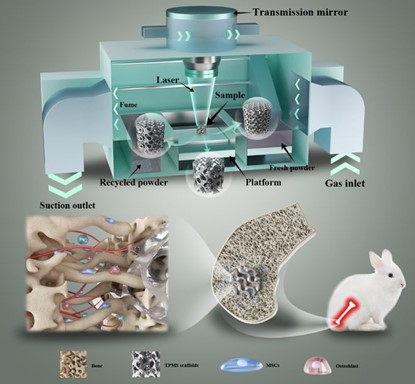 清華、北大、北醫(yī)三院聯(lián)合：高溫氧化處理3D打印鎂合金骨植入物結構優(yōu)化及體內外生物降解行為